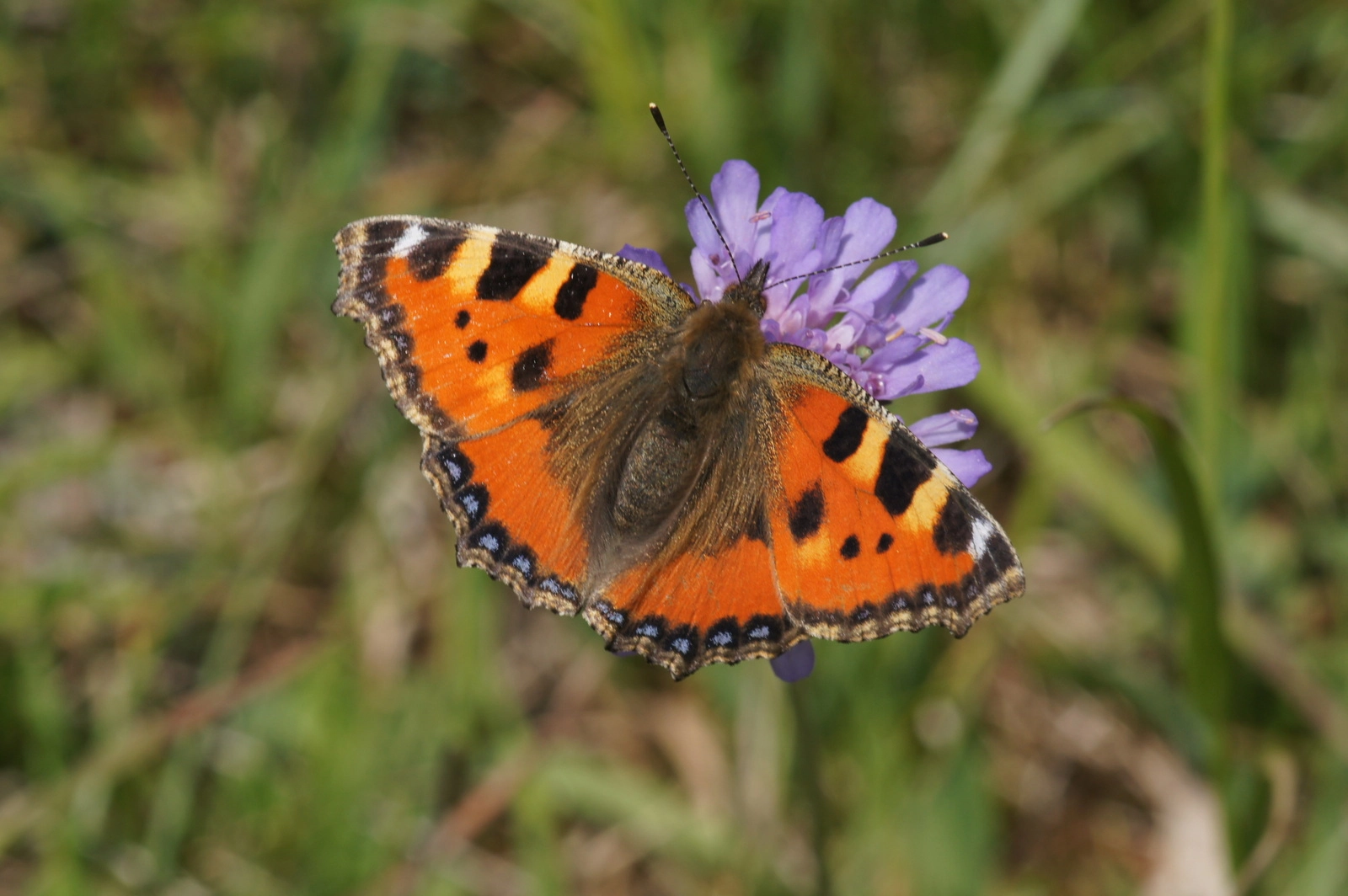 Aglais urticae.JPG